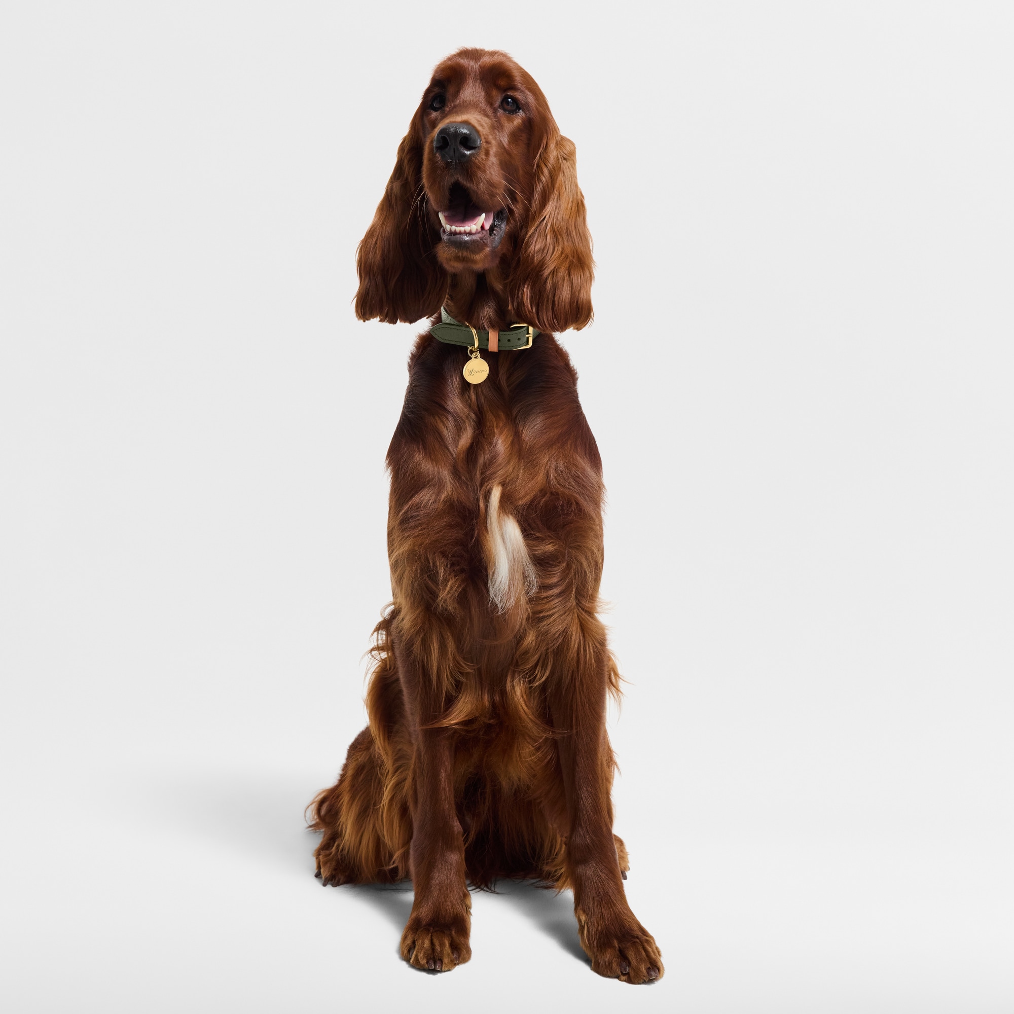 Dog Collar MM S00 in Trunks, Travel and Home