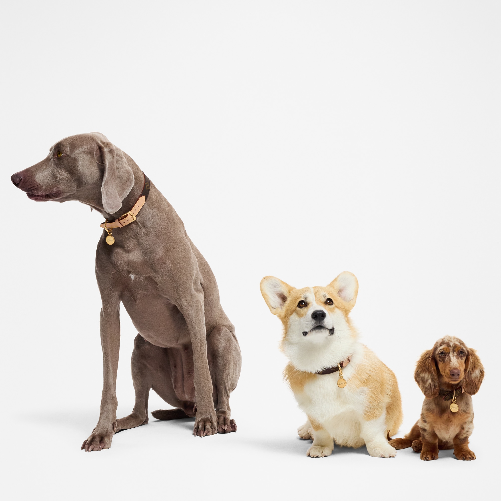 Dog Collar XS  in Trunks, Travel and Home
