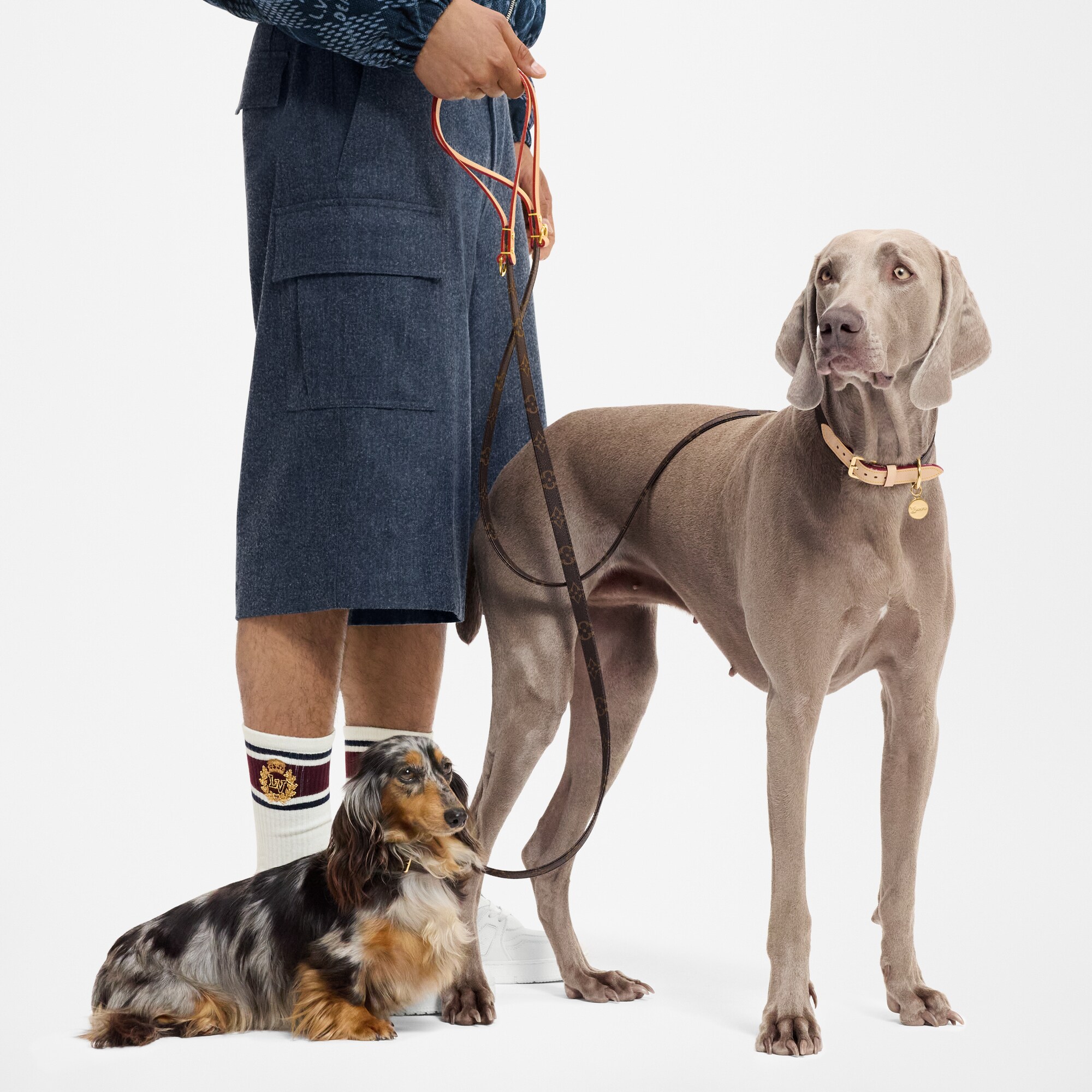 Dog Leash PM  in Trunks, Travel and Home
